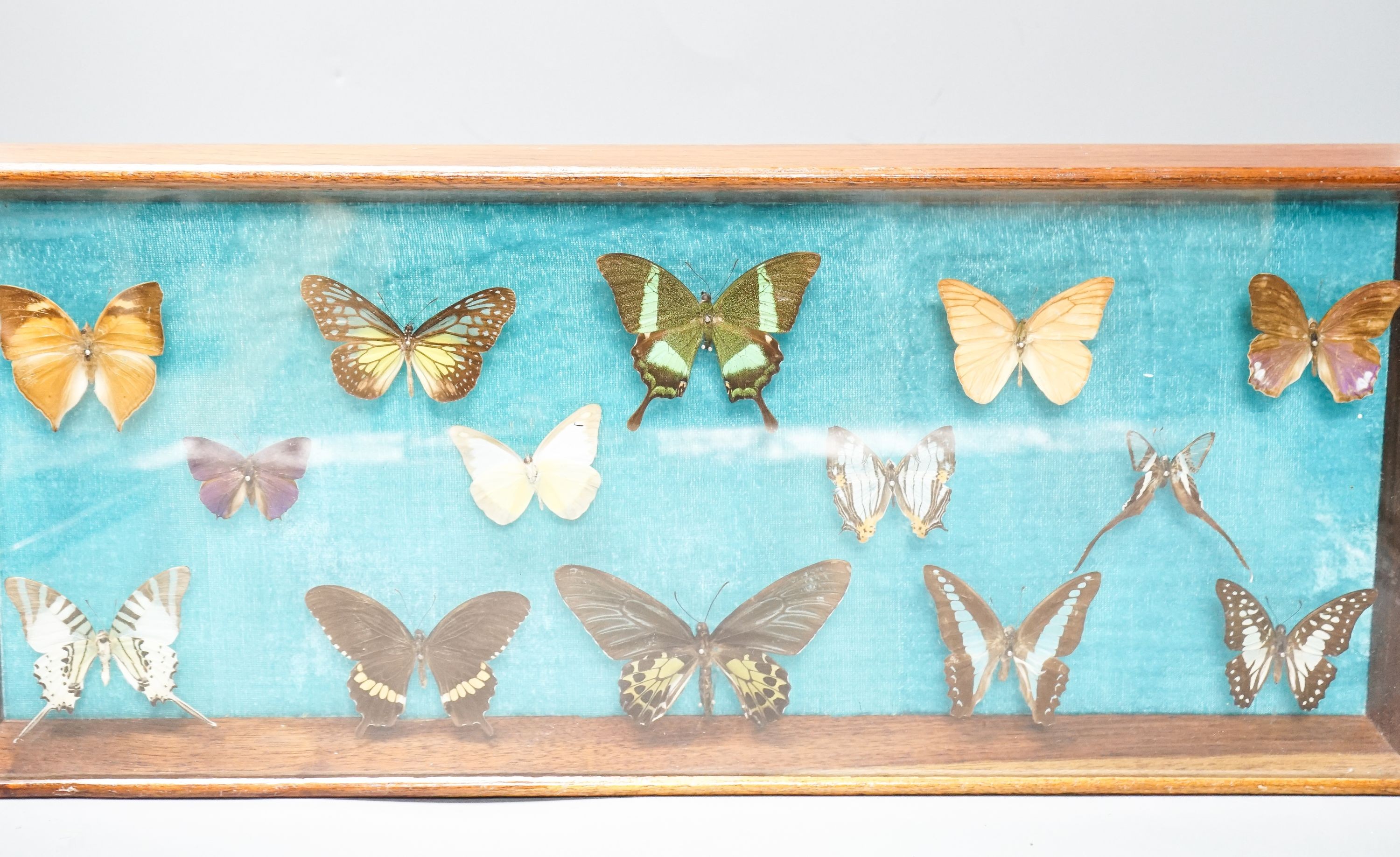 A cased butterfly collection, exotic specimens, case 54.5 X 23.5 cm